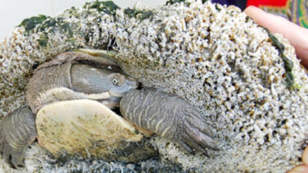 Weighed down and drowned ... a tubeworm invasion of the lakes is slowly killing the freshwater turtles.