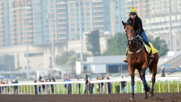 Siren Sound ... John O'Shea's Sea Siren is put through her paces on the all weather track at Sha Tin in the lead-up to Sunday's Hong Kong International Sprint, for which she is a $2.80 favourite ahead of Lucky Nine.