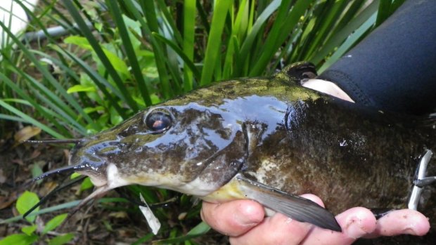 The new species of catfish discovered in Far North Queensland.