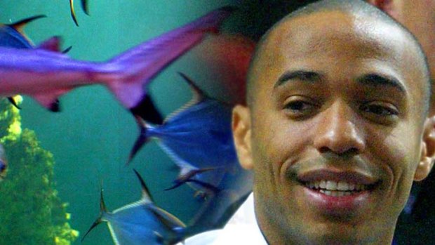 The former Arsenal star Thierry Henry plans to include a 40ft-high fish tank in his new home.