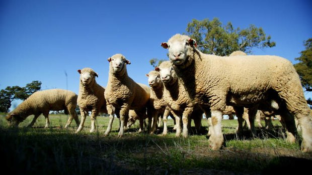 Revelations of cruelty to sheep sent to Jordan will not stop live export trade says Agriculture Minister Barnaby Joyce.
