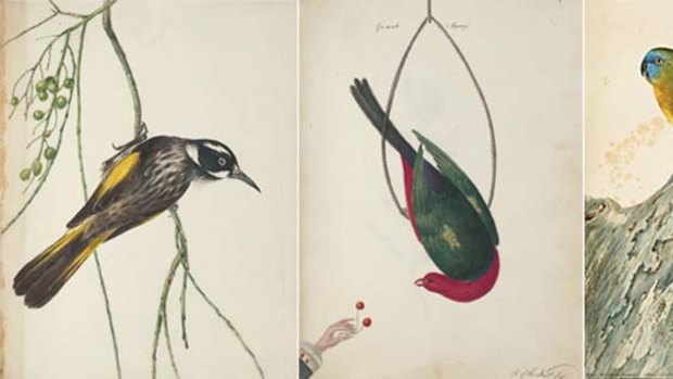 Native beauties ... images of Australian birds by Governor John Hunter (left and centre); a parakeet by John Lewin (right).
