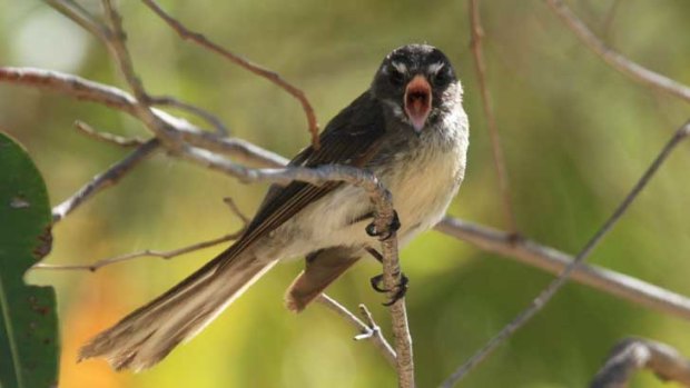 This grey fantail apparently had a few pointed words for the cameraman.