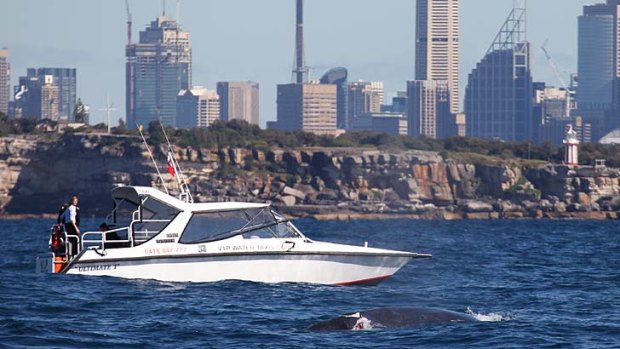 A humpback whale hit by the ferry Collaroy in Sydney Harbour, photographed just off North Head outside the harbour.