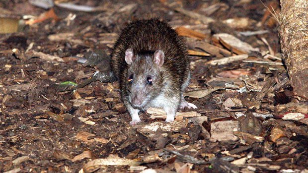 New threat ... 'Rats are incredibly good swimmers. And they can climb'