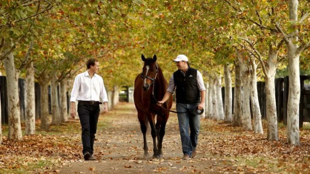 Prolific: Snitzel and groom Andy Williams at Arrowfield Stud in Scone.