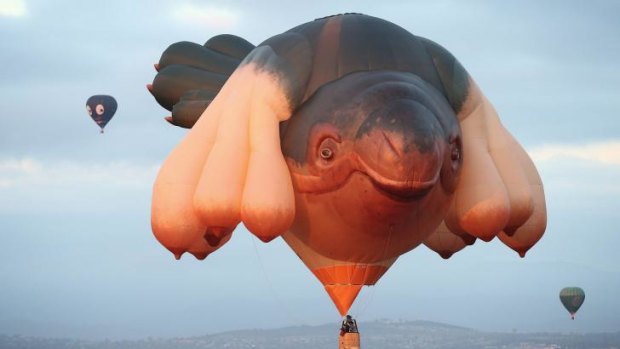 Patricia Piccinini's Skywhale, created for Centenary of Canberra celebrations, flies over Lake Burley Griffin.