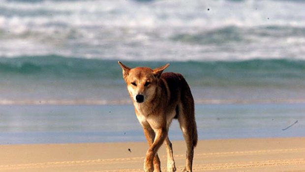 A dingo walks on the beach on the ocean side of Fraser Island.