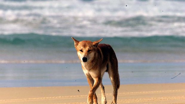 Dingo 'humanely destroyed' after attacks on two children in