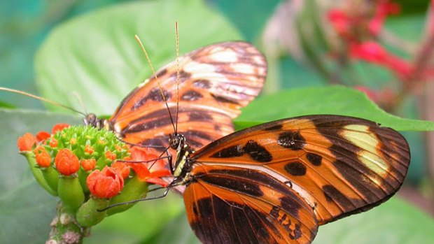 Researchers have discovered how the Amazonian Butterfly can mimic other species of butterfly to avoid being eaten by birds. Photo: Copyright Mathieu Joro