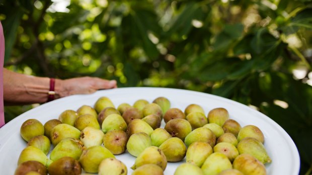 Harvested Brown Genoa figs.