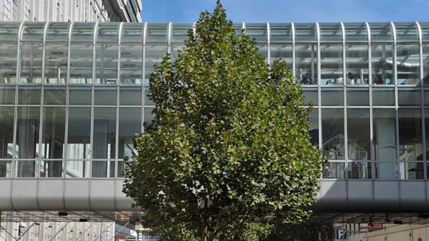 One of the Lonsdale Street trees developers want to cut down.
