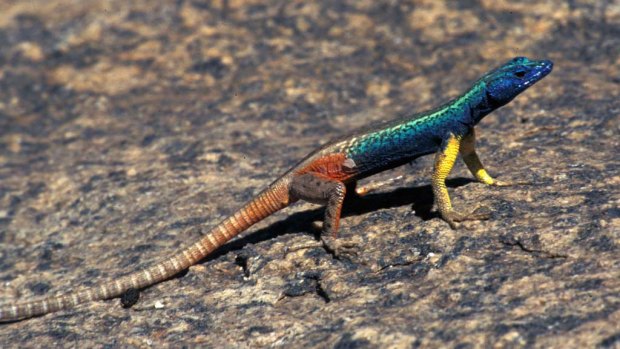 The male Augrabies flat lizard's throat reflects ultraviolet light, showing to his rivals how strong he is.