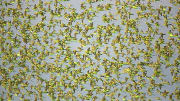 Abundant rain has caused an explosion of budgerigar numbers in the Northern Territory.