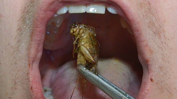 Once consumers get over being grossed out, the argument for eating insects is a powerful one.
