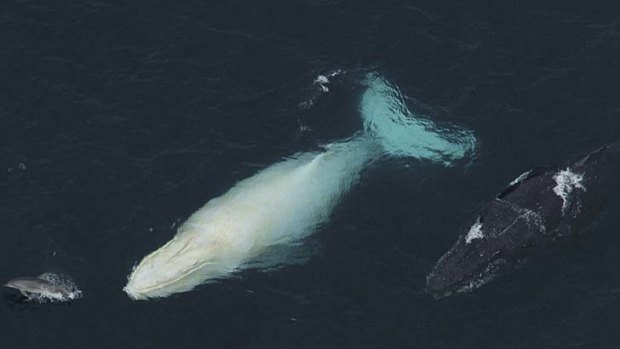 Migaloo, the white humpback whale is heading north to Queensland's warmer waters.