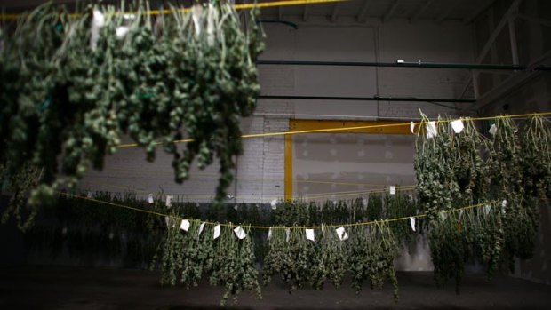 Cannabis hangs in the ''cure room'' at a medical marijuana cultivation facility in Denver.