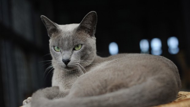 Burmese cats come in shades of  blue-grey, chocolate and champagne.