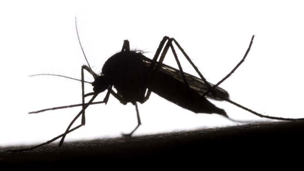 Breakthrough ... mosquitoes spread malaria.