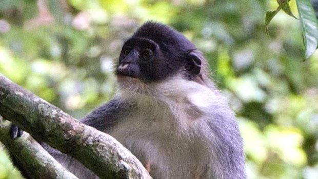 In this undated photo released by Ethical Expeditions, a Miller's grizzled langur sits on a tree branch in Wehea forest in eastern Borneo, Indonesia.