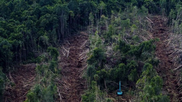 The big cut: clearing of peatland forests on Padang Island.