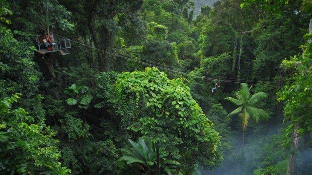 Jungle surfing by zipline in the Daintree canopy is one way to see the rainforest.