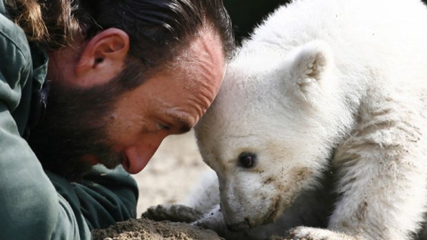 A playful Thomas Doerflein and Knut. Their bonding became too much for zoo officials.