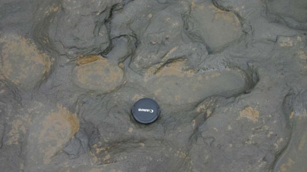 Happy feet: Human footprints, thought to be more than 800,000 years old, found in silt on the beach at Happisburgh on the Norfolk coast of England.