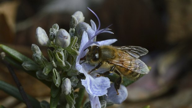 Feeling the buzz: Bees pollinate the flowers of at least one third of wild and farmed plants but their numbers are dropping due, in part, to a parasite varroa destructor which has now reached New Zealand and Papua New Guinea. 