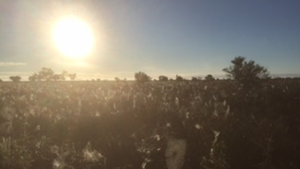 Spider webs shroud fields near Menindee, NSW.  Record rains have forced spiders out of their homes. 
