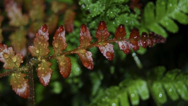 Autumn fern: <i>Dryopteris erythrosora</i>.