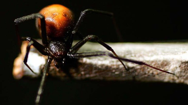 A female redback spider: "They arrive in imports and travellers' luggage."