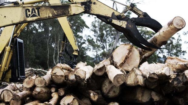 VicForests has been accused of logging protected rainforests.