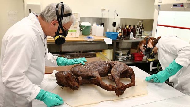 Tiger, tiger: British expert Simon Moore and National Museum conservator Natalie Ison examine a skinned thylacine.