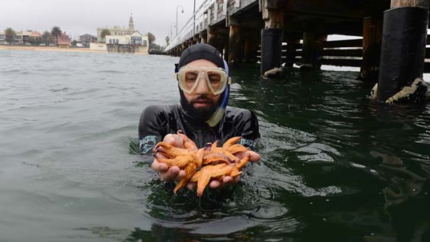 Cavalcade of stars: Stefan Howe displays a clutch of northern sea stars, the pesky thick-legged starfish infesting Port Phillip Bay, at the Kerferd Road pier in Albert Park.