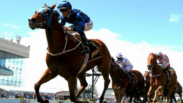 Campaigner: Buffering is out to break his group1 duck in the BTC Cup at Eagle Farm on Saturday.