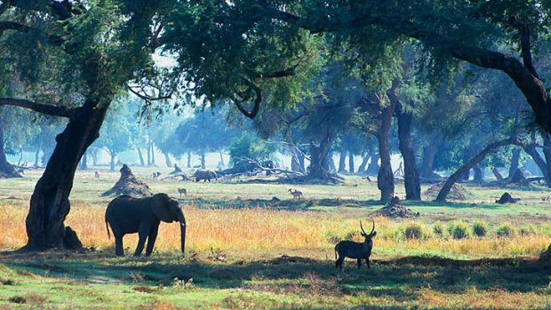 Pristine appeal: Residents of Mana Pools National Park.