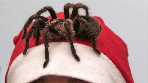 A spider was taken hostage by Bryan Paul Smith - a spidernapper.