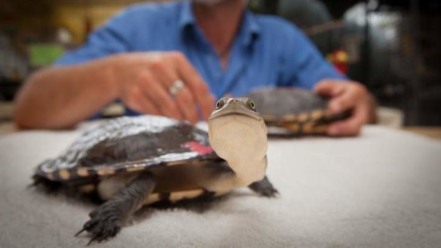 Life in their hands: A turtle at the RSPCA's Canberra wildlife centre.