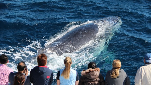 More than half a million international visitors try whale watching while in Queensland.
