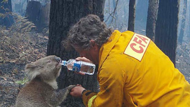 David Tree giving water to koala Sam during bushfires.