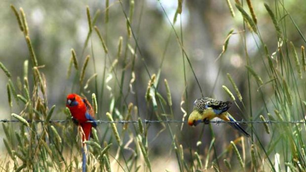 The crimson rosella is the focus of a study into rosella colour and climate — and whether a drying climate could mean more yellow rosellas in Victoria.