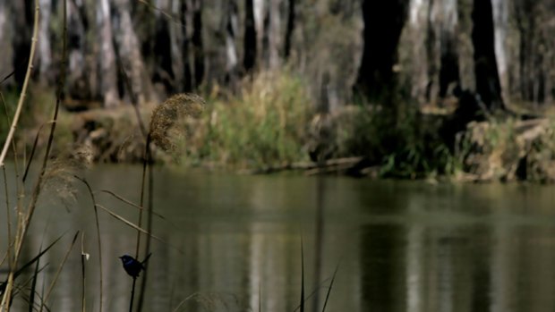 Barmah Forest on the Murray.
