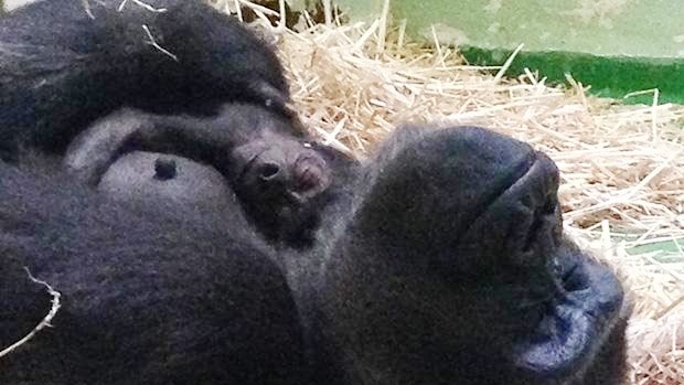 Gorilla Kimya with her new baby.
