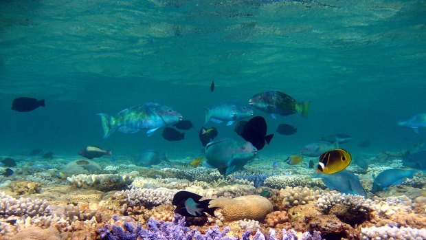 The Great Barrier Reef in all its glory. 