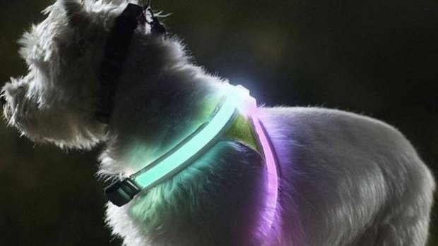 Glow-in-the-dark dog collar 