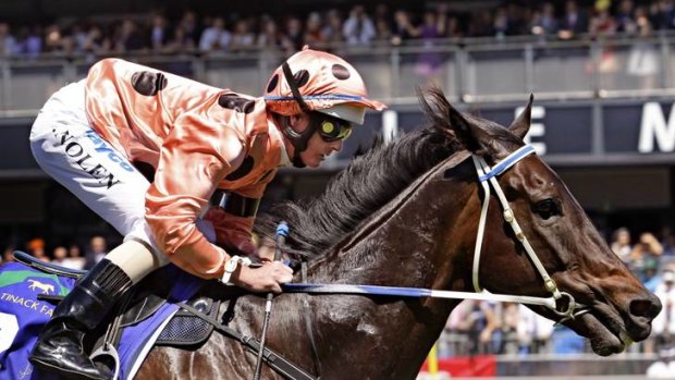 Star pair: Luke Nolen and Black Caviar race to victory at the Patinack Farm Classic in November last year.