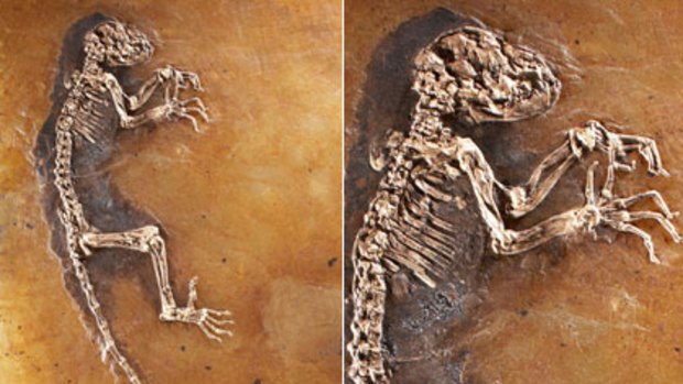 The 47 million year old skeleton of the most complete fossil primate ever found, a young female specimen nicknamed Ida.