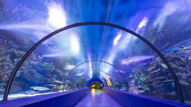 Virtual fish in Dubai Airport's aquarium tunnel will capture passenger's biometrics.