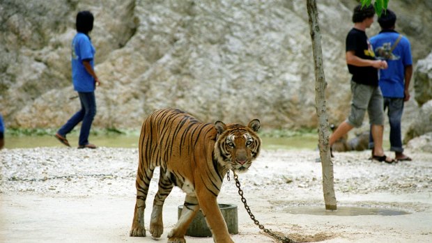 Main offender: Thailand is home to places like the "Tiger Temple" in Kanchanaburi, a so-called sanctuary for tigers that tourists can visit and pose with one of the huge cats for a quick Tinder photo. 